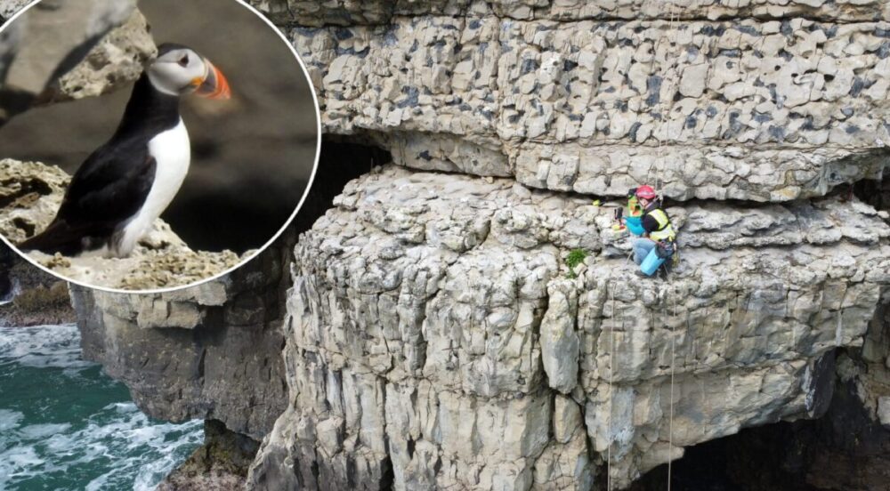 The cliff near Dancing Ledge - a hotspot for puffins Pictures: James Preston/Pete Christie