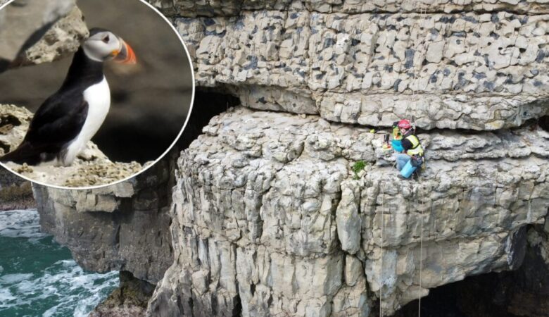 The cliff near Dancing Ledge - a hotspot for puffins Pictures: James Preston/Pete Christie