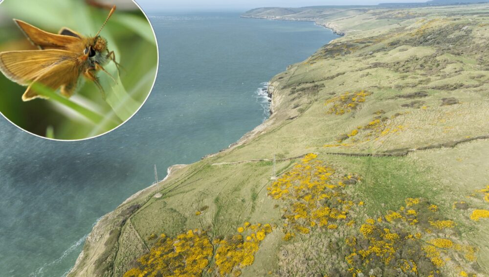The newly acquired land on Purbeck Picture: National Trust/James Dobson
