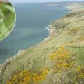 The newly acquired land on Purbeck Picture: National Trust/James Dobson