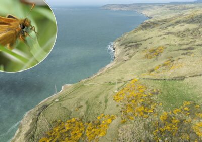 The newly acquired land on Purbeck Picture: National Trust/James Dobson