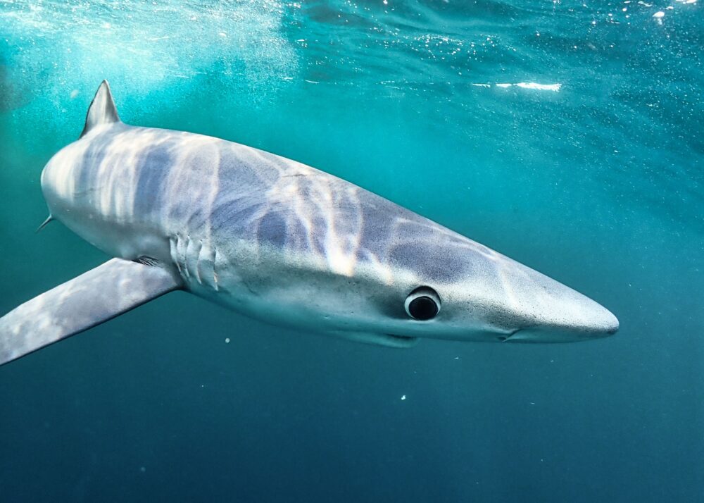 A photo of a blue shark, taken by Owen Exeter