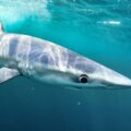 A photo of a blue shark, taken by Owen Exeter