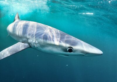 A photo of a blue shark, taken by Owen Exeter