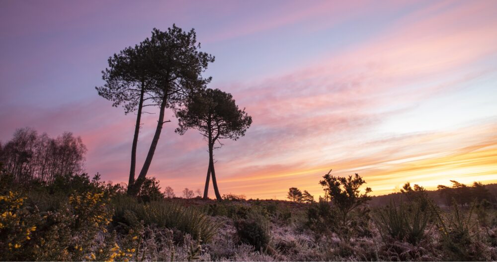 An order banning the lighting of fires and barbecues had been expanded to cover more areas of the county's heathland and forests in a bid to prevent wildfires Picture: Dorset Council
