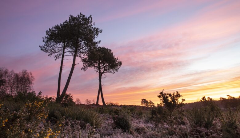 An order banning the lighting of fires and barbecues had been expanded to cover more areas of the county's heathland and forests in a bid to prevent wildfires Picture: Dorset Council