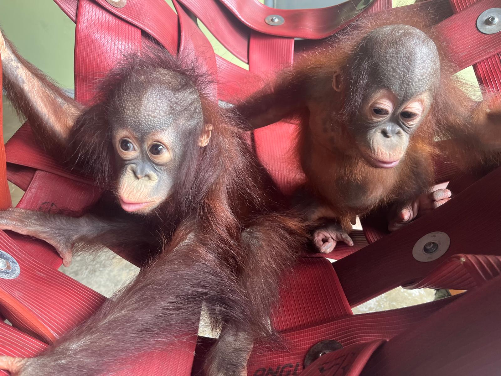 Kiwi and Sibu Jr live full time in the nursery, with keepers giving milk feeds Picture: Monkey World
