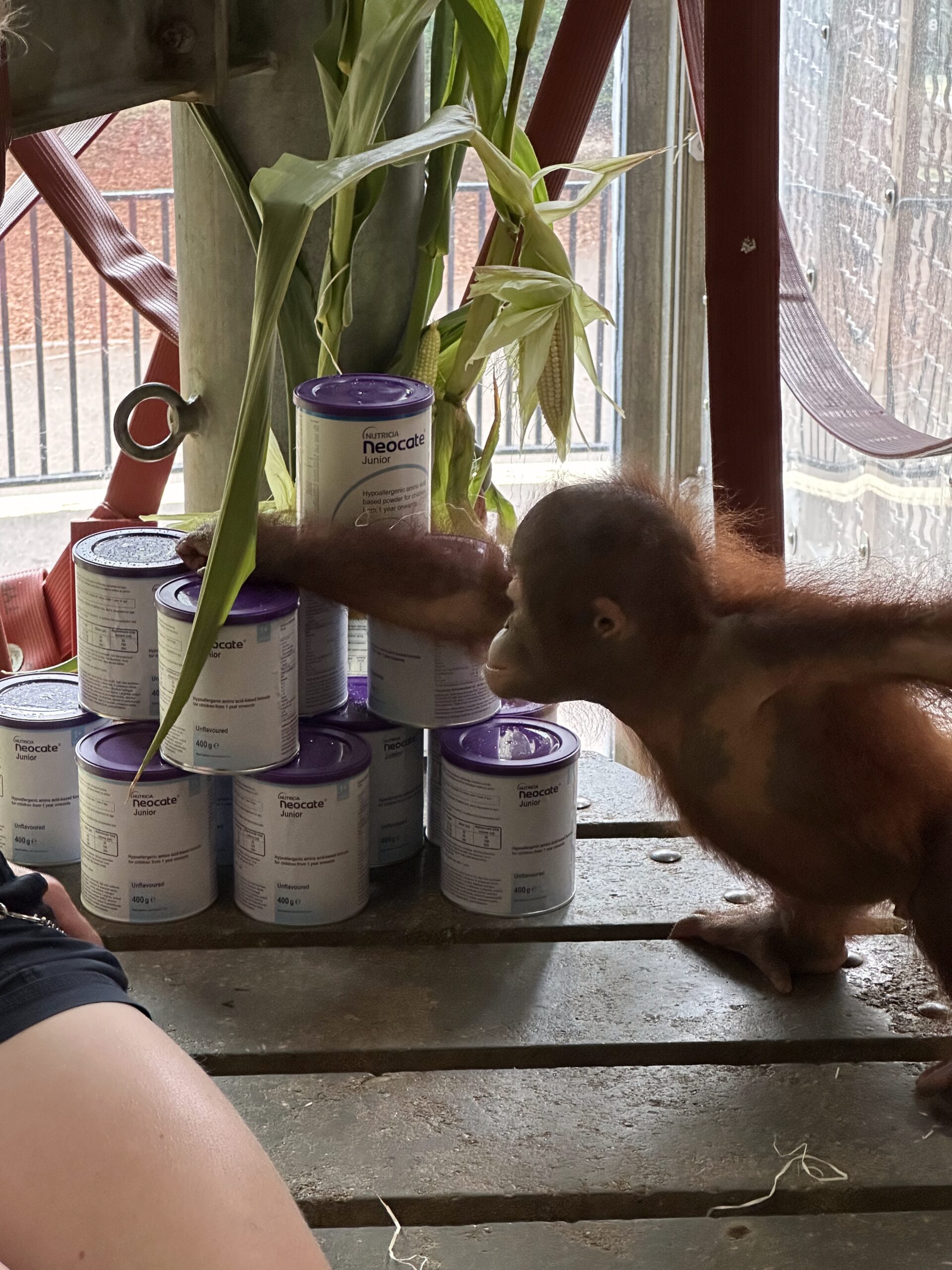Orphan Sibu Gets Through One Tin of Hypoallergenic Formula Every 3 Days Currently Picture: Monkey World