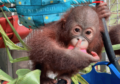 Sibu on his birthday Picture: Monkey World