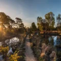 The ponds at Arne Picture: RDPB